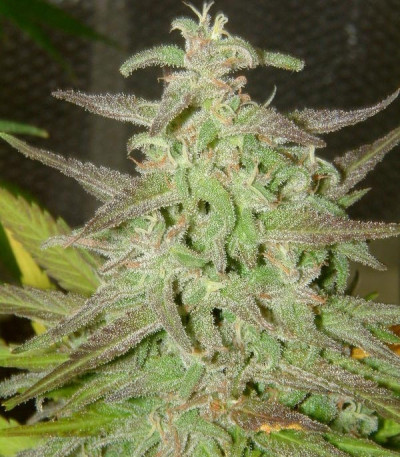 Семена сорта Maroc fem (Female Seeds)