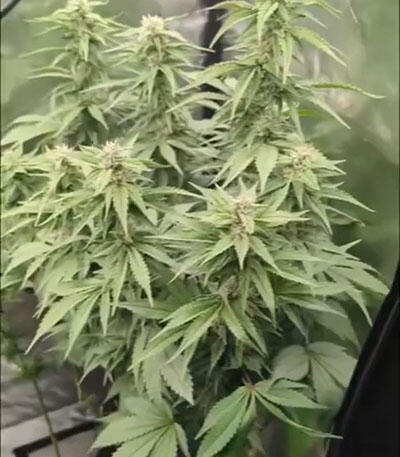 Семена сорта Gary Payton fem (Barney's Farm)