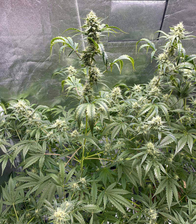 Семена сорта Wedding Cake Auto fem (Barney's Farm)