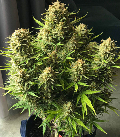 Семена сорта West Coast O.G. Auto fem (FastBuds)