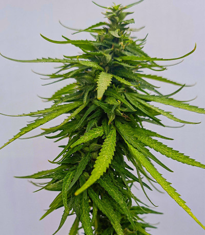 Семена сорта Lemon Cake Auto fem (High Speed ​​Buds)