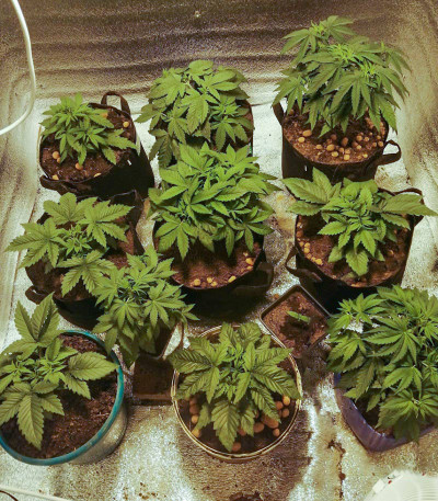 Семена сорта Scout Cookies auto fem (Семяныч)