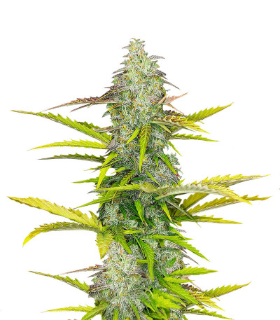 Семена сорта Auto Blueberry fem (Dutch Passion)