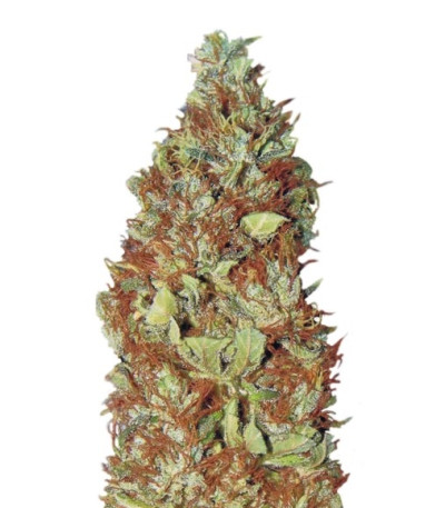 Семена сорта Master Kush reg (Nirvana Seeds)