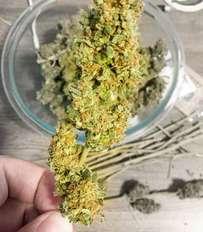 Семена сорта Bruce Banner #3 fem