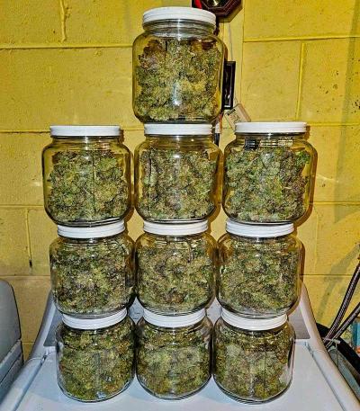 Семена сорта Bruce Banner Fast Version fem (Семяныч)