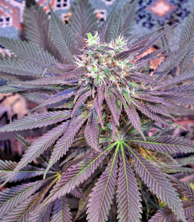 Семена сорта Chill-OM reg