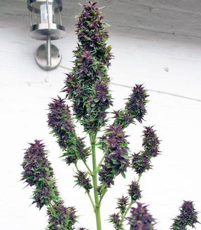 Семена марихуаны Frisian Duck