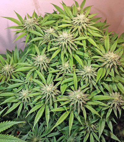 Семена сорта Lemon Garlic OG fem