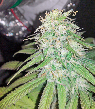 Семена марихуаны Bubba Kush