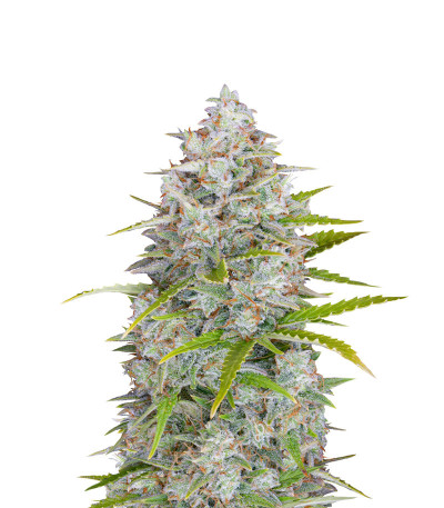 Семена сорта Orange Sherbet Auto fem (FastBuds)