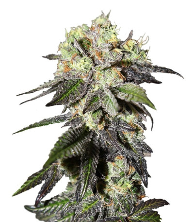 Семена сорта Caboose fem (Strain Hunters)
