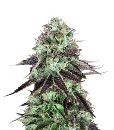 Семена сорта DarkStar Kush reg