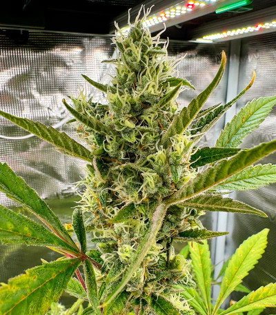 Семена сорта CBD Lemon Auto fem (Herbies Seeds)