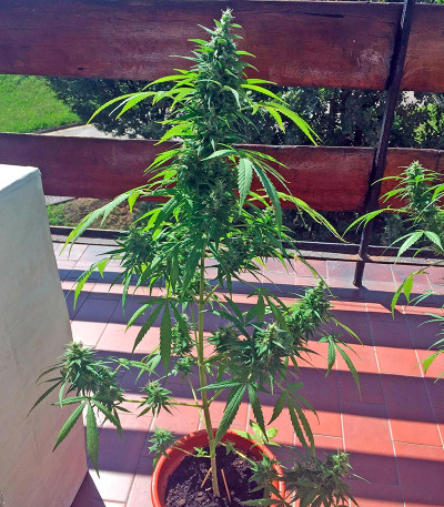 Семена сорта Critical + Autoflowering fem (Dinafem Seeds)