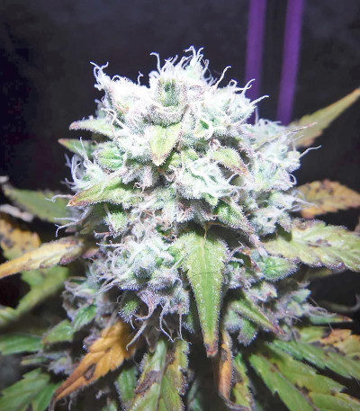 Семена сорта Green Crack Auto fem (FastBuds)