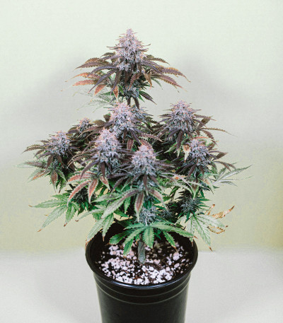 Семена сорта LSD Auto fem (Barney's Farm)