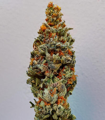 Семена сорта Mandarin Cookies fem (7CH American)