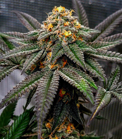 Семена сорта Meringue fem (Dutch Passion)