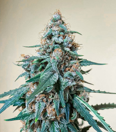 Семена сорта Tropicana Cookies Auto fem (Cali Buds Seeds)