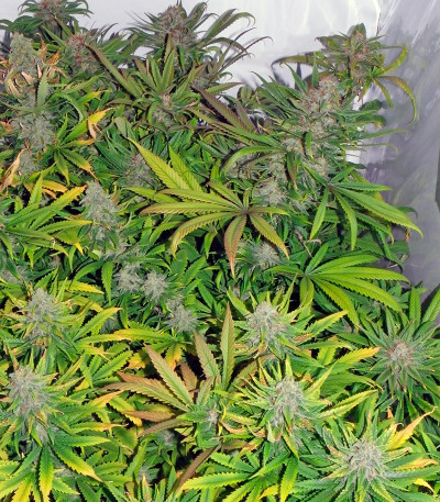 Сорт каннабиса Blueberry regular 