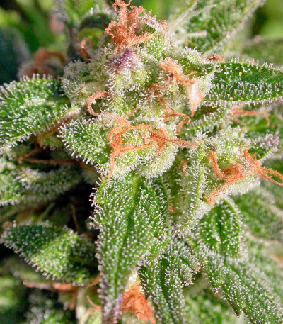 Семена сорта CBD-enriched Warlock fem (Serious Seeds)