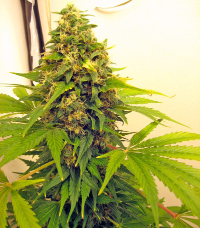 Семена сорта Point of No Return reg