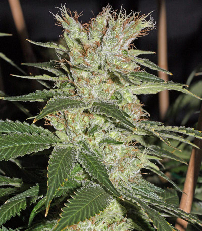 Семена сорта Smile Max Auto fem