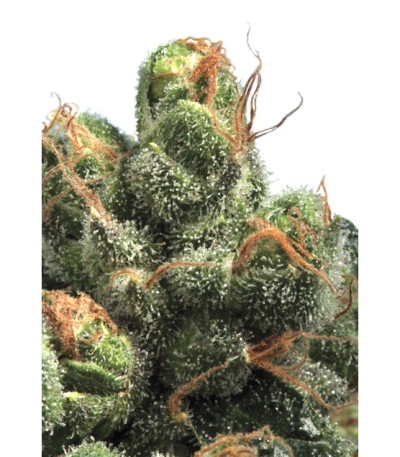 Семена сорта PG-13 reg