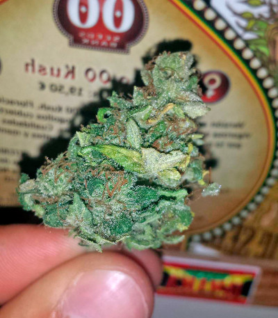 Семена сорта Auto 00 Kush fem (00 Seeds)