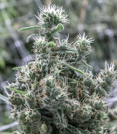 Семена сорта Cannatonic fem (Resin Seeds)