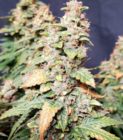 Семена сорта Wedding Cheesecake Auto fem (FastBuds)