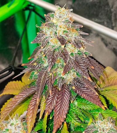 Семена сорта конопли Pink Runtz Auto от 7CH American