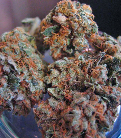 Семена сорта Pure Kush fem (Green House Seeds)