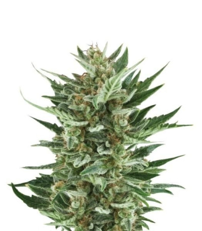 Семена сорта Royal Cheese Automatic fem (Russian Queen Seeds)