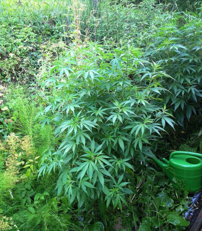 Семена сорта Skunk XL fem (Royal Queen Seeds)