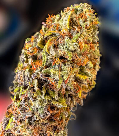 Семена сорта Watermelon Zum Zum fem (UKHTA)