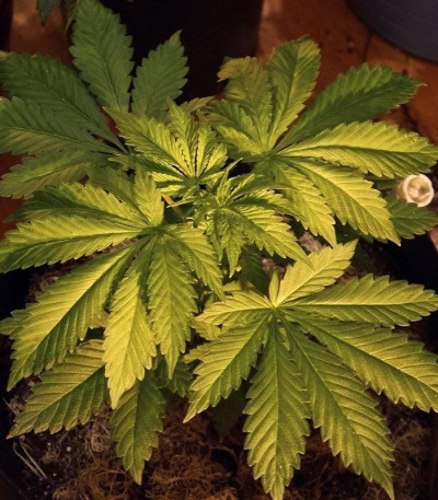 Семена сорта White Widow Auto fem (Green House Seeds)