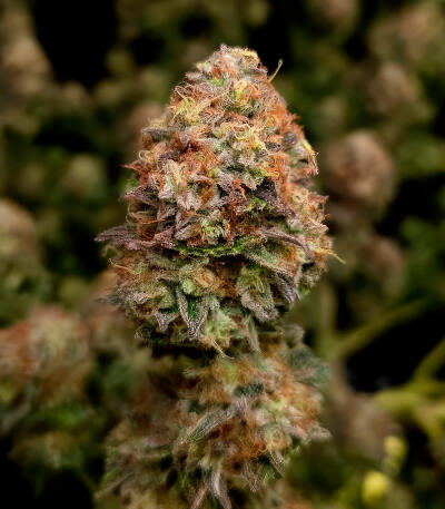 Семена сорта Zkittlez x Grapefruit (7CH Seeds & Cali Buds Seeds)