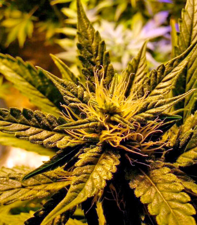 Семена сорта Afghan Kush fem (World of Seeds)