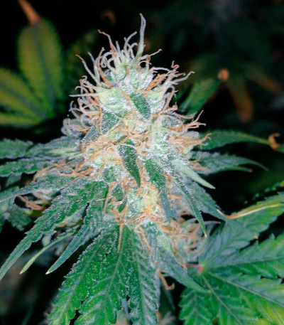 Семена сорта Bud Bud Bling Tingz fem (Dr. Krippling Seeds)