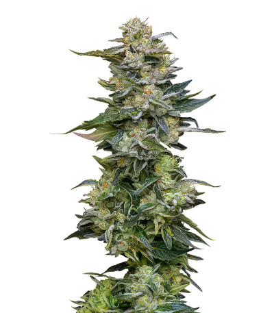 Семена сорта Nutter Budder fem (Humboldt Seed Company)