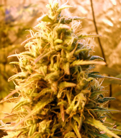 Семена сорта Cheesy Mist Tree fem (KFC Seeds)