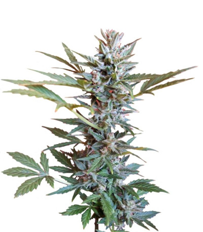 Семена сорта Speed Devil Auto fem (Sweet Seeds)