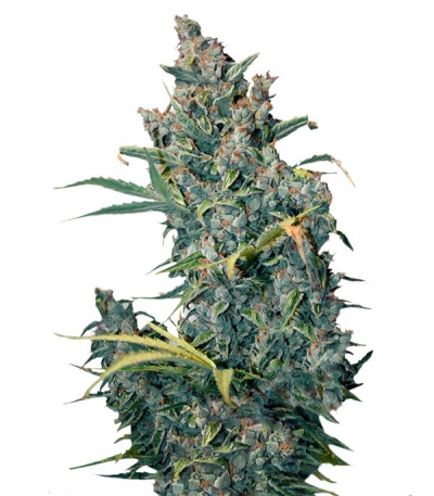 Семена сорта Tundra fem