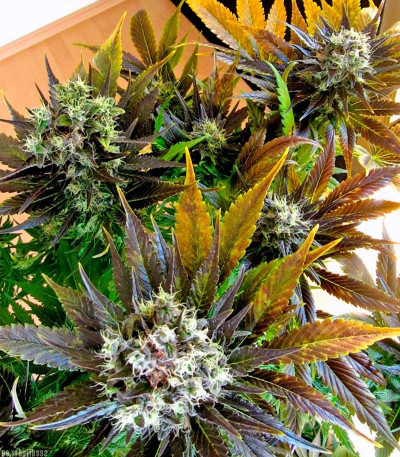 Семена сорта White Berry fem (Paradise Seeds)