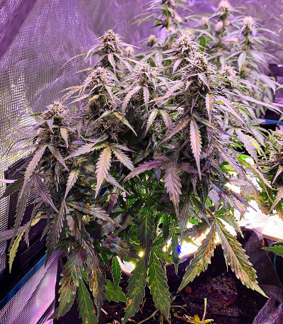 Семена сорта Auto Gorilla fem (00 Seeds)