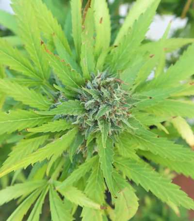 Семена сорта Buddha Kraken fem (Buddha Seeds)