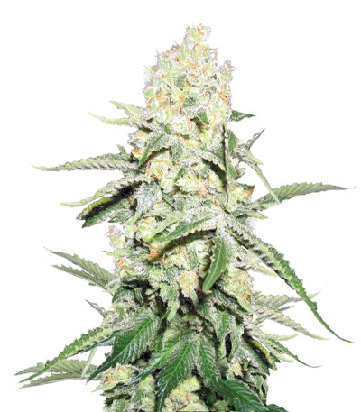 Семена сорта La Blanca Gold Auto Fem (Vision Seeds)