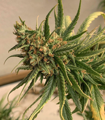 Семена сорта Orange Bud fem (Dutch Passion)